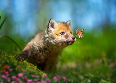 Red fox with butterfly