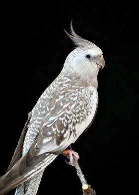 White Face Cockatiel