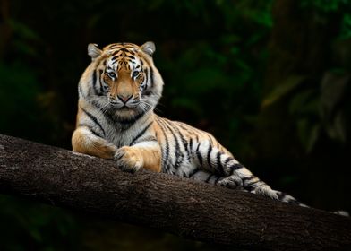 Tiger on branch
