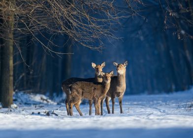 Three deer in forest