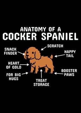 Anatomy Of A Cocker Spanie