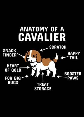 Anatomy Of A Cavalier