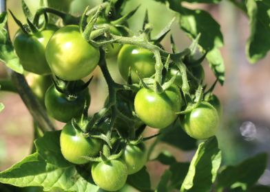 Bunch of green tomatoes