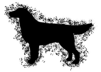 Flat Coated Retriever 1