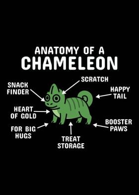 Anatomy Of A Chameleon