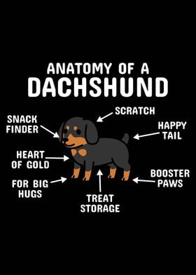 Anatomy Of A Dachshund  