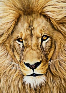 Full Face Male Lion