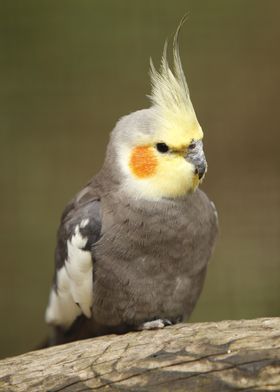 Yellow Face Cockatiel