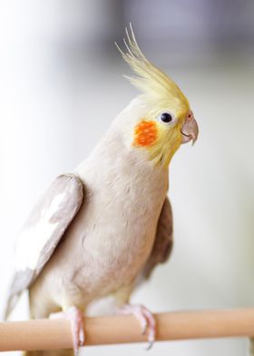 Pied Cockatiel