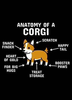 Anatomy Of A Corgi