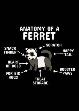 Anatomy Of A Ferret