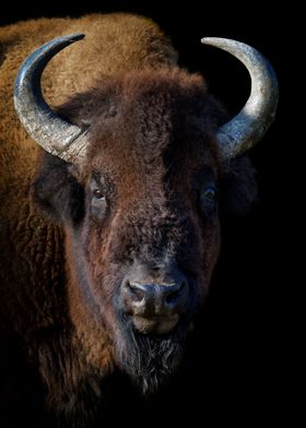 Portrait European Bison
