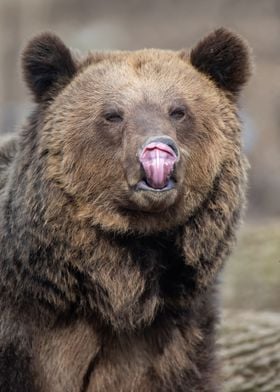 Portrait brown bear