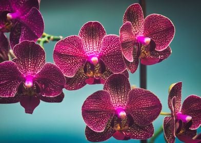 Phalaenopsis Orchid