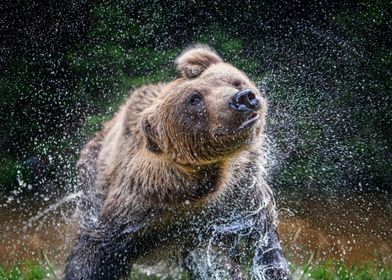 Bear splashing