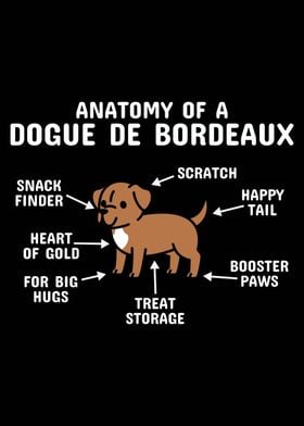 Dogue De Bordeaux Anatomy