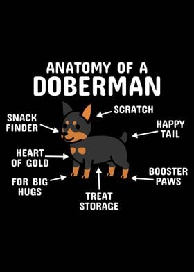 Anatomy Of A Doberman