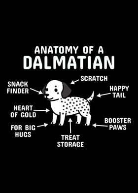 Anatomy Of A Dalmatian  