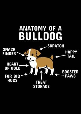 Anatomy Of A Bulldog 