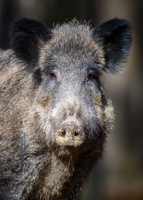 Wild boar portrait