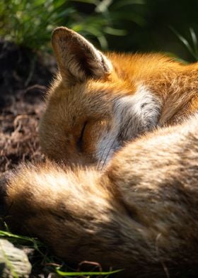 Sleepy Fox Portrait