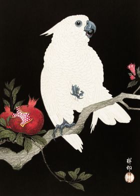 Cockatoo and pomegranate 