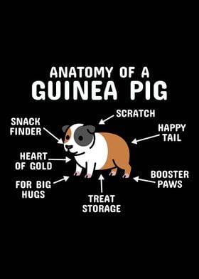 Anatomy Of A Guinea Pig