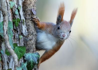 Animals squirrel Nature