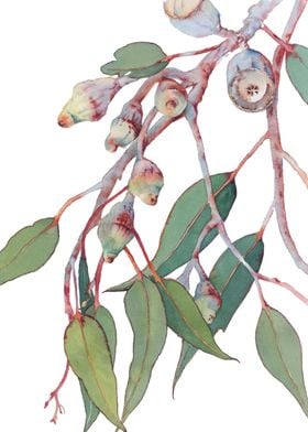 Silver Princess Eucalyptus