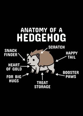 Anatomy Of A Hedgehog