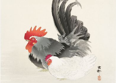 Chicken and cock 1900