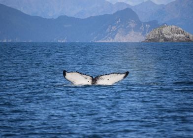 Whale Tail Alaska