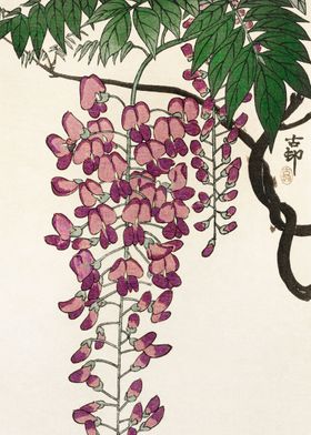 Blooming wisteria 1900  