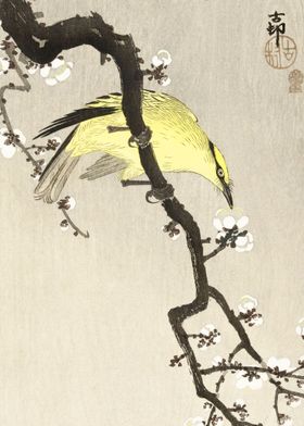 Chinese oriole on plum