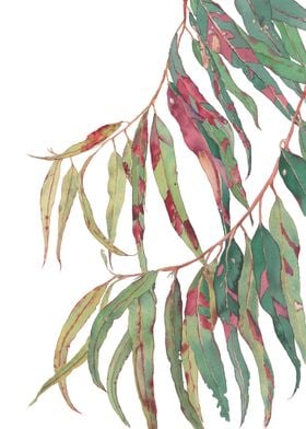 Red and green gum leaves