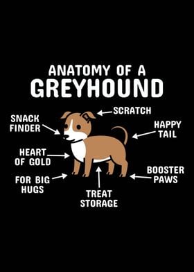 Anatomy Of A Greyhound