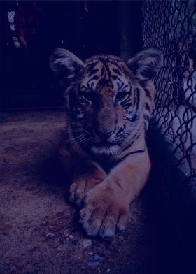 tiger