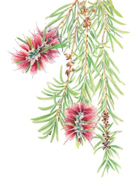 Bottlebrush tree branch