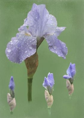 Iris From Bud to Bloom