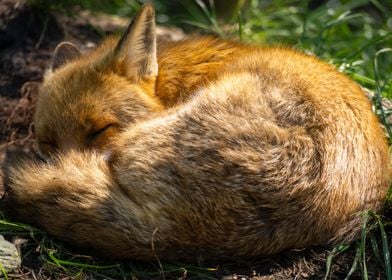 Sleepy Fox