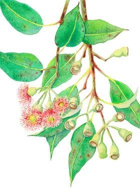 Red Flowering Gum Branch