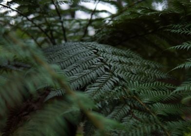 Dark Fern Leaves