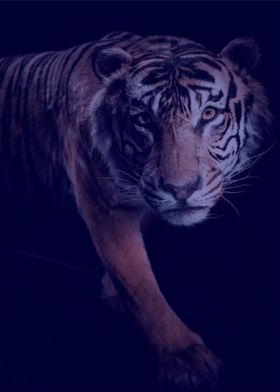 tiger poster