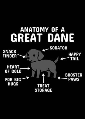 Anatomy Of A Great Dane