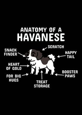 Anatomy Of A Havanese