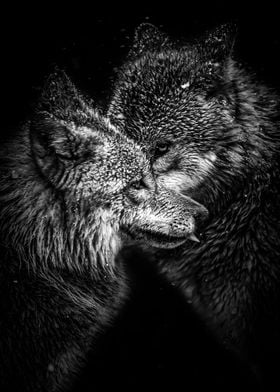 black wolfs love poster