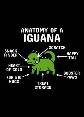 Anatomy Of An Iguana 