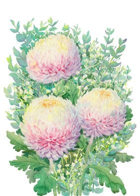 Chrysanthemums bouquet