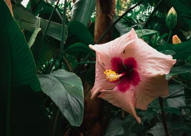 Pink Flower in Jungle