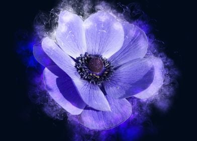 Anemone smoky